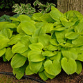 hosta AUGUST MOON medium gold yellow classic shade perennial = 1 Potted Garden Plant