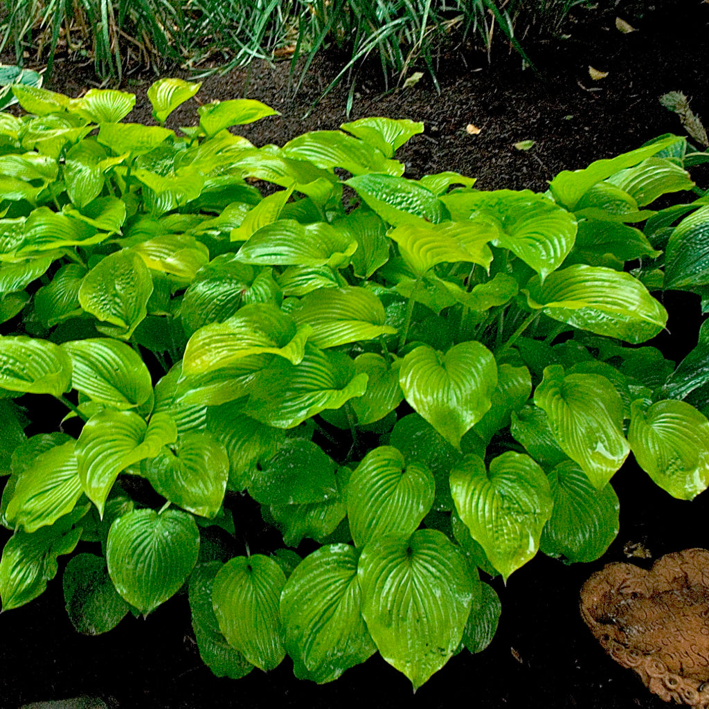 hosta AUGUST MOON medium gold yellow classic shade perennial = 1 Potted Garden Plant