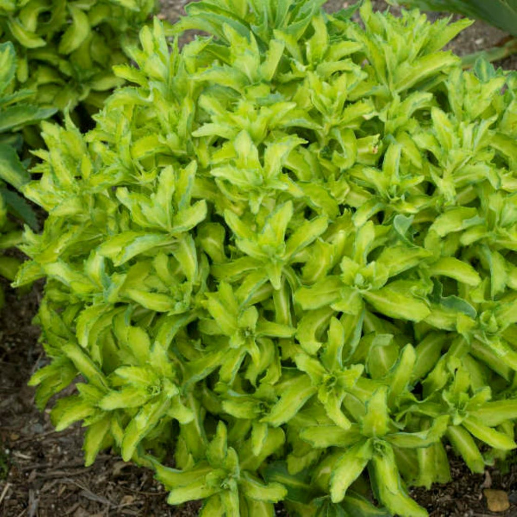 sedum AUTUMN DELIGHT succulent drought tolerant hardy perennial = 1 Potted Garden Plant