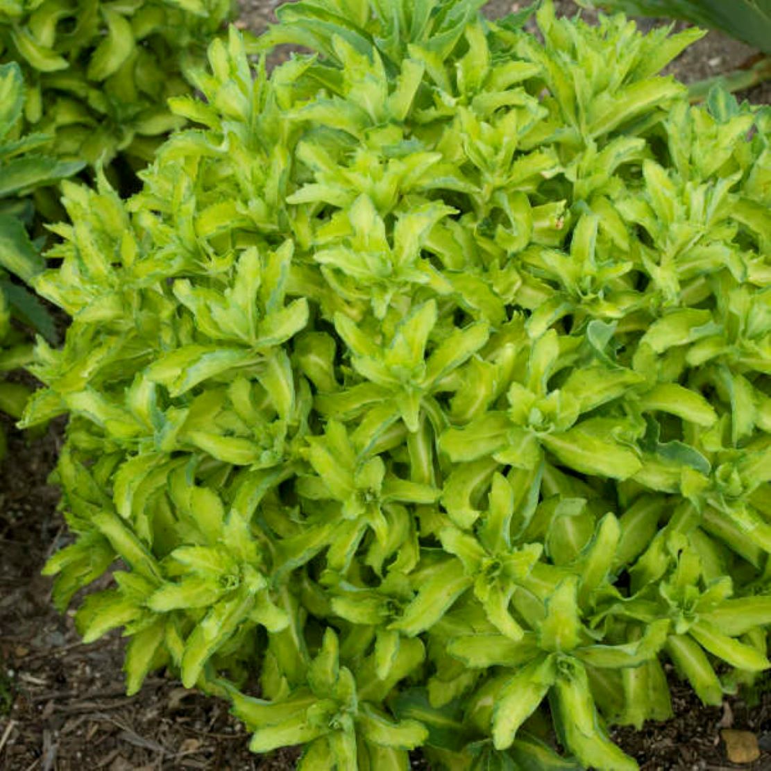 sedum AUTUMN DELIGHT succulent drought tolerant hardy perennial = 1 Potted Garden Plant