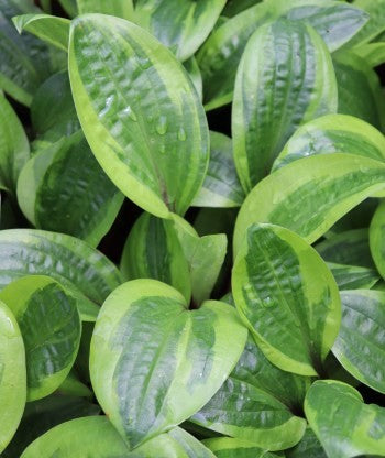 hosta AVOCADO TOAST small rare new shade perennial = 1 Potted Garden Plant
