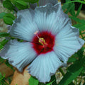 hibiscus BLEU BRULEE huge steel blue flowers hardy perennial = 1 Potted Garden Plant
