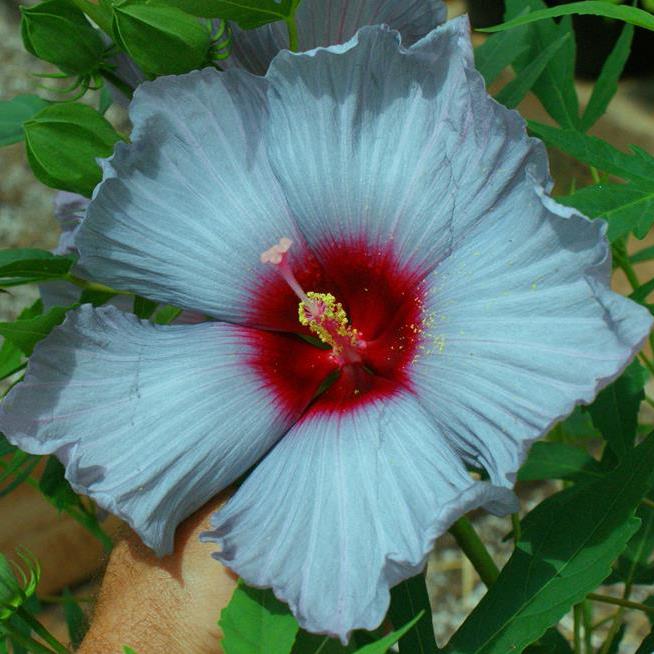 hibiscus BLEU BRULEE huge steel blue flowers hardy perennial = 1 Potted Garden Plant