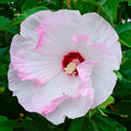 hibiscus BALLET SLIPPERS huge ruffled flowers hardy perennial = 1 Potted Garden Plant