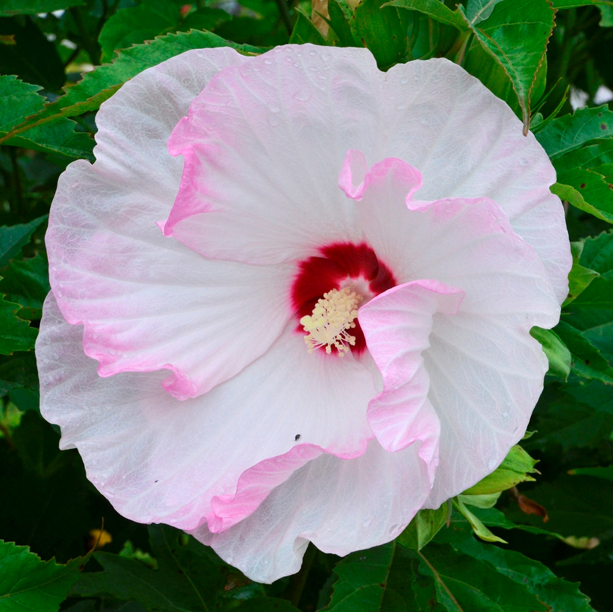 hibiscus BALLET SLIPPERS huge ruffled flowers hardy perennial = 1 Potted Garden Plant