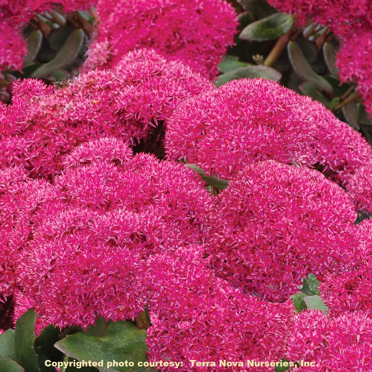 sedum BIRTHDAY PARTY succulent drought tolerant hardy perennial = 1 Potted Garden Plant
