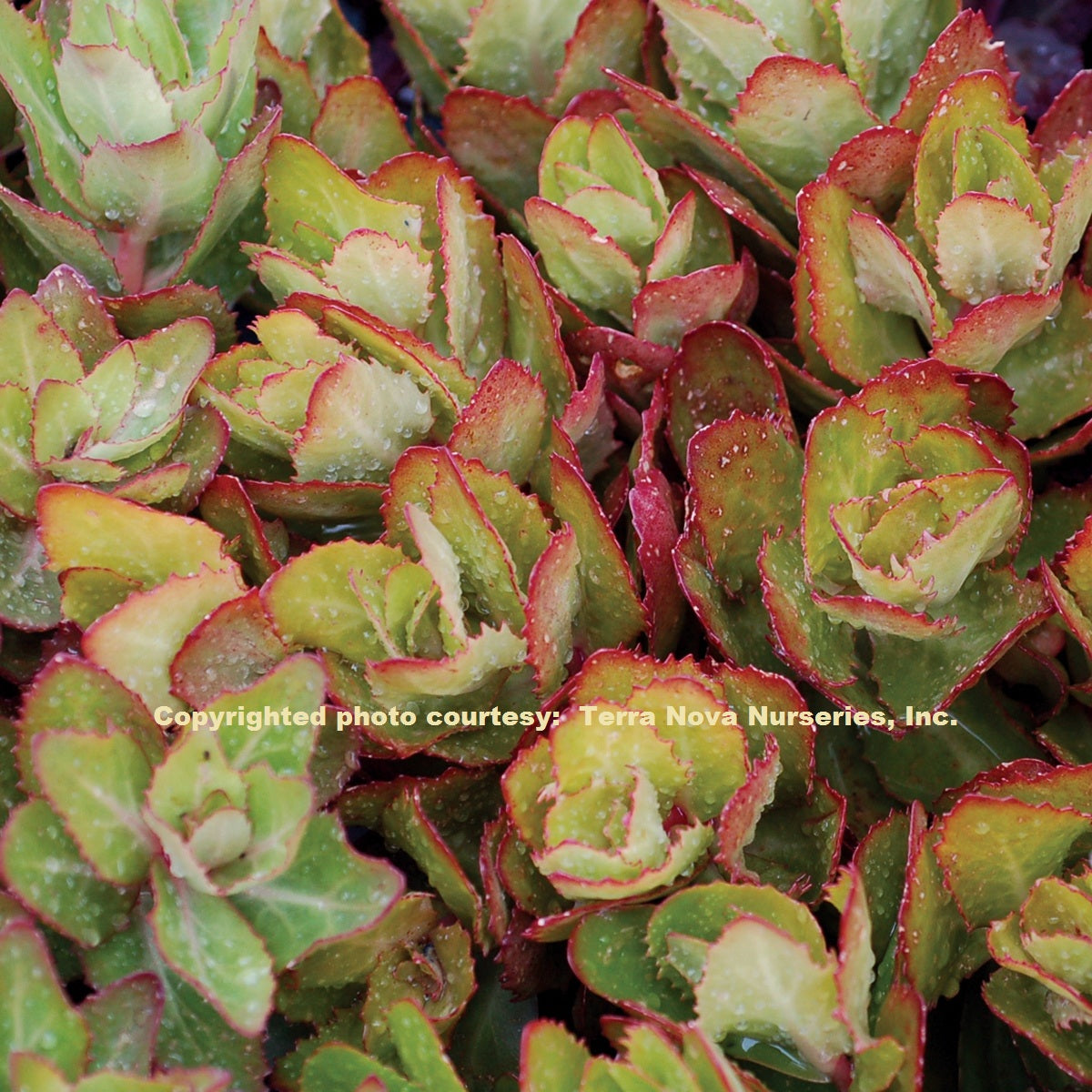 sedum BIRTHDAY PARTY succulent drought tolerant hardy perennial = 1 Potted Garden Plant