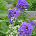 Phlox BLUE PARADISE tall flowers hardy perennial = 1 Potted Garden Plant