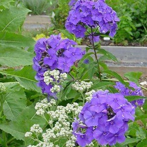 Phlox BLUE PARADISE tall flowers hardy perennial = 1 Potted Garden Plant