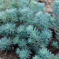 sedum BLUE SPRUCE succulent drought tolerant hardy perennial = 1 Potted Garden Plant