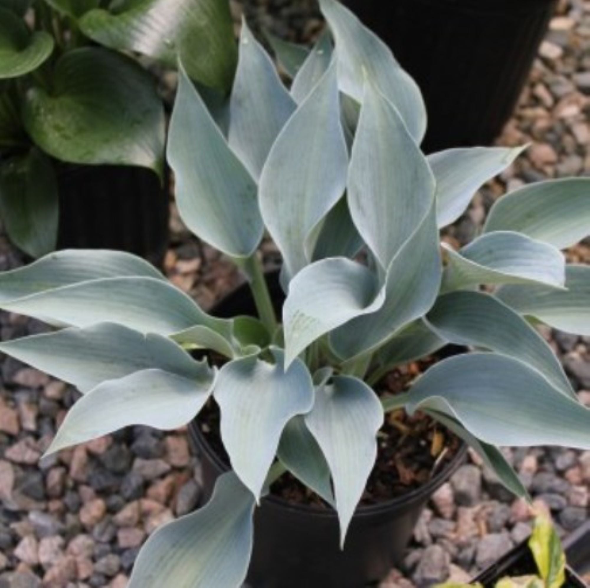 hosta BLUEBIRD OF HAPPINESS small blue new shade perennial = 1 Potted Garden Plant