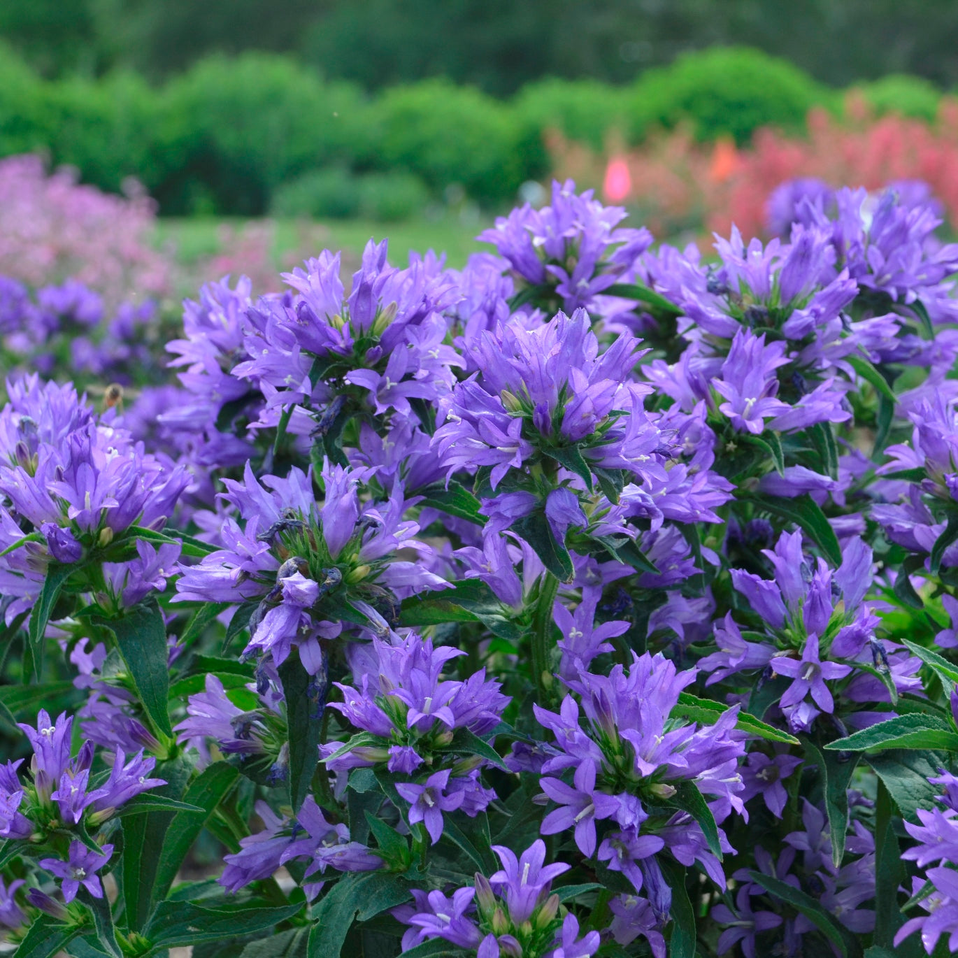 Campanula CHURCH BELLS glomerata Bellflower flowers hardy perennial = 1 Potted Garden Plant