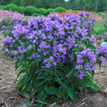 Campanula CHURCH BELLS glomerata Bellflower flowers hardy perennial = 1 Potted Garden Plant