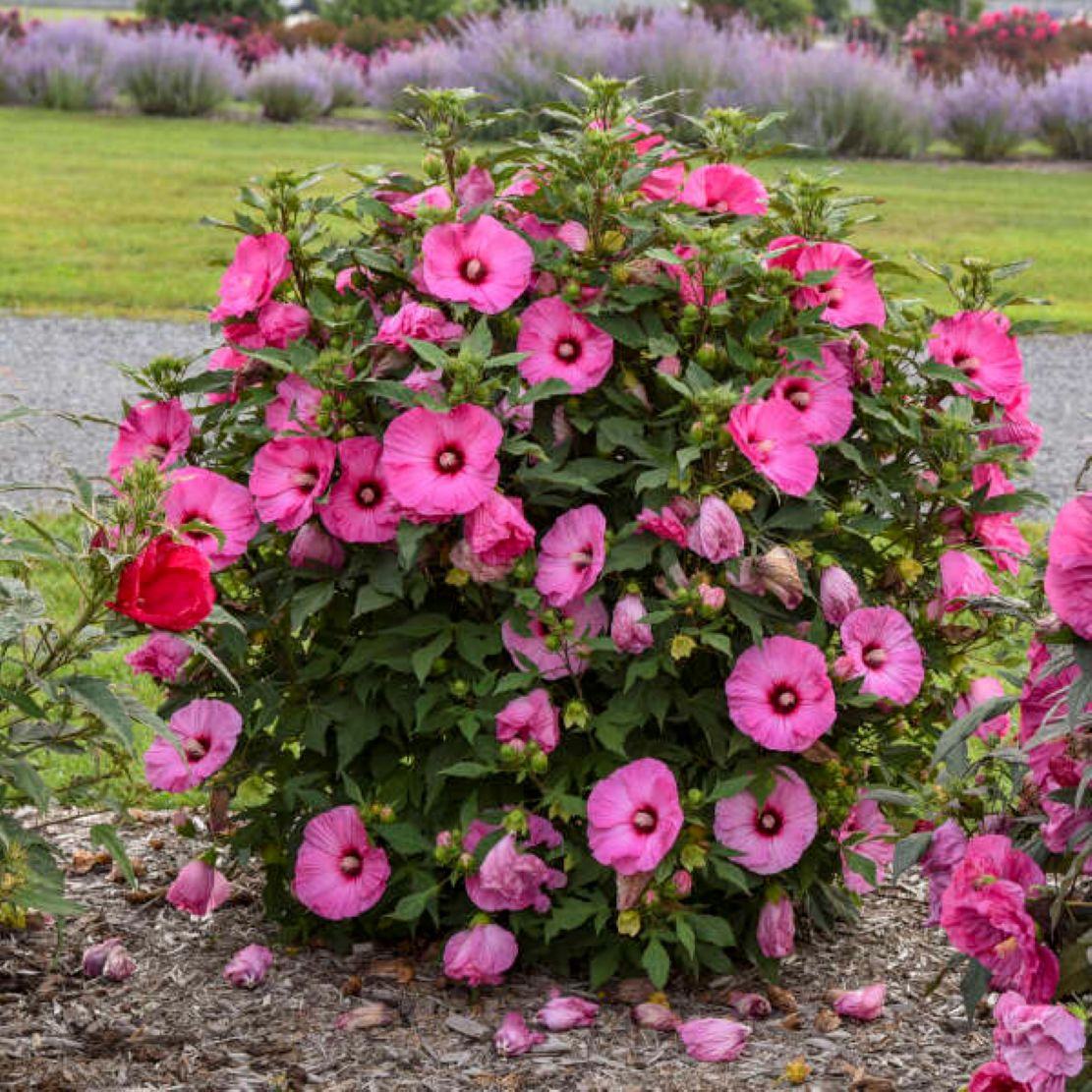 hibiscus CANDY CRUSH huge bubblegum pink flowers hardy perennial = 1 Potted Garden Plant