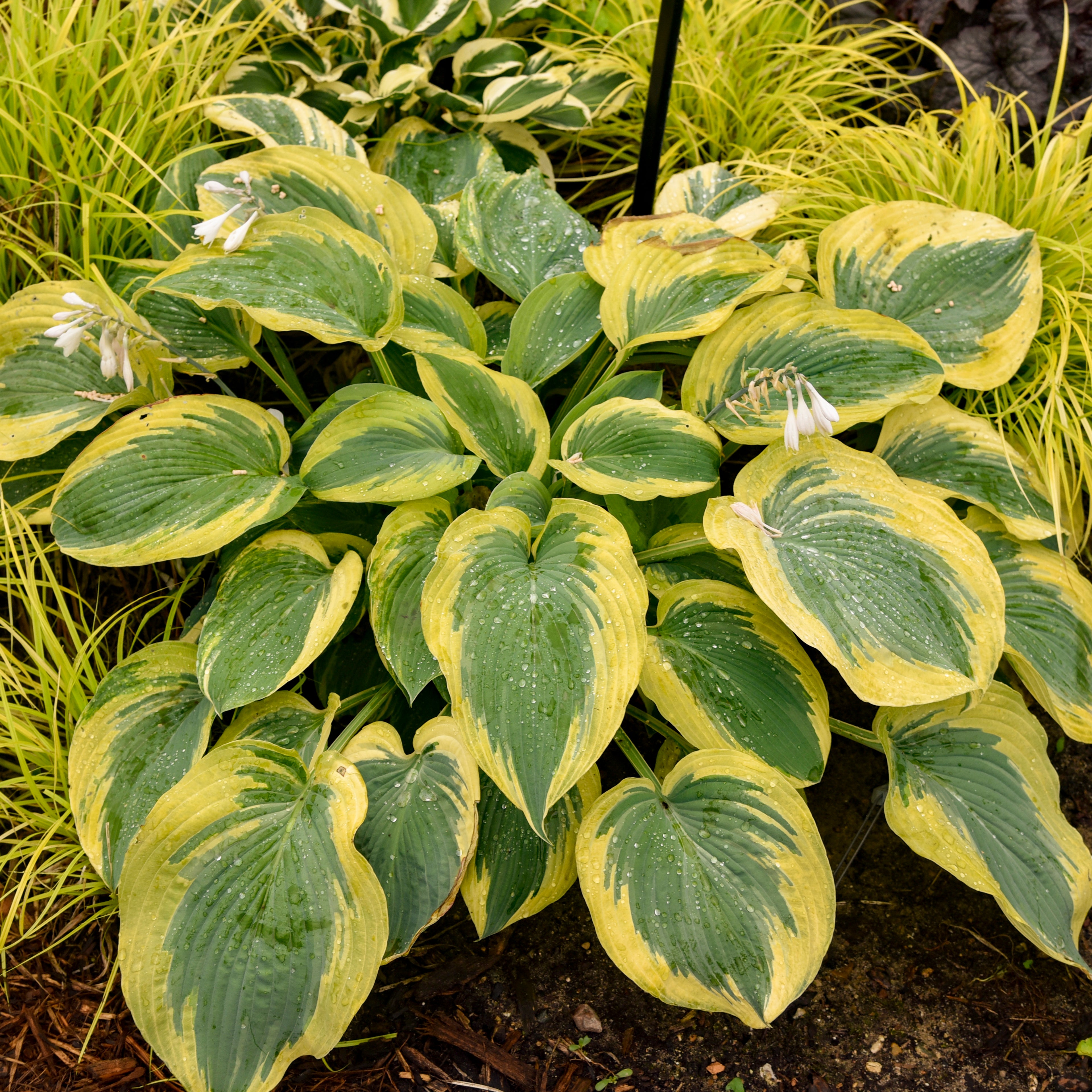 hosta CHANCE ENCOUNTER small rare new shade perennial = 1 Potted Garden Plant