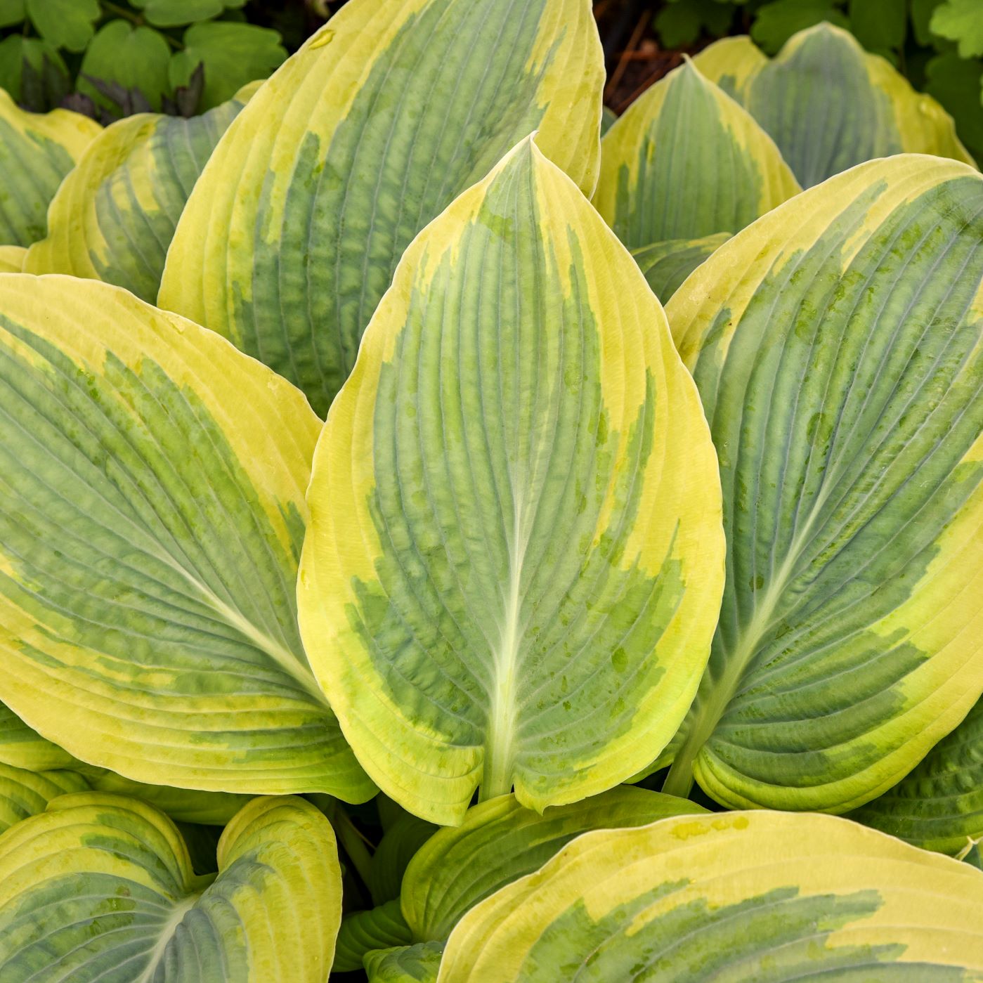 hosta CHANCE ENCOUNTER small rare new shade perennial = 1 Potted Garden Plant
