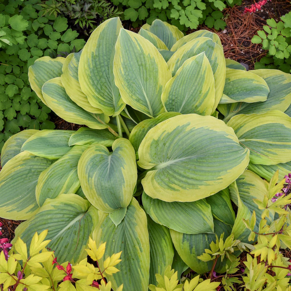 hosta CHANCE ENCOUNTER small rare new shade perennial = 1 Potted Garden Plant