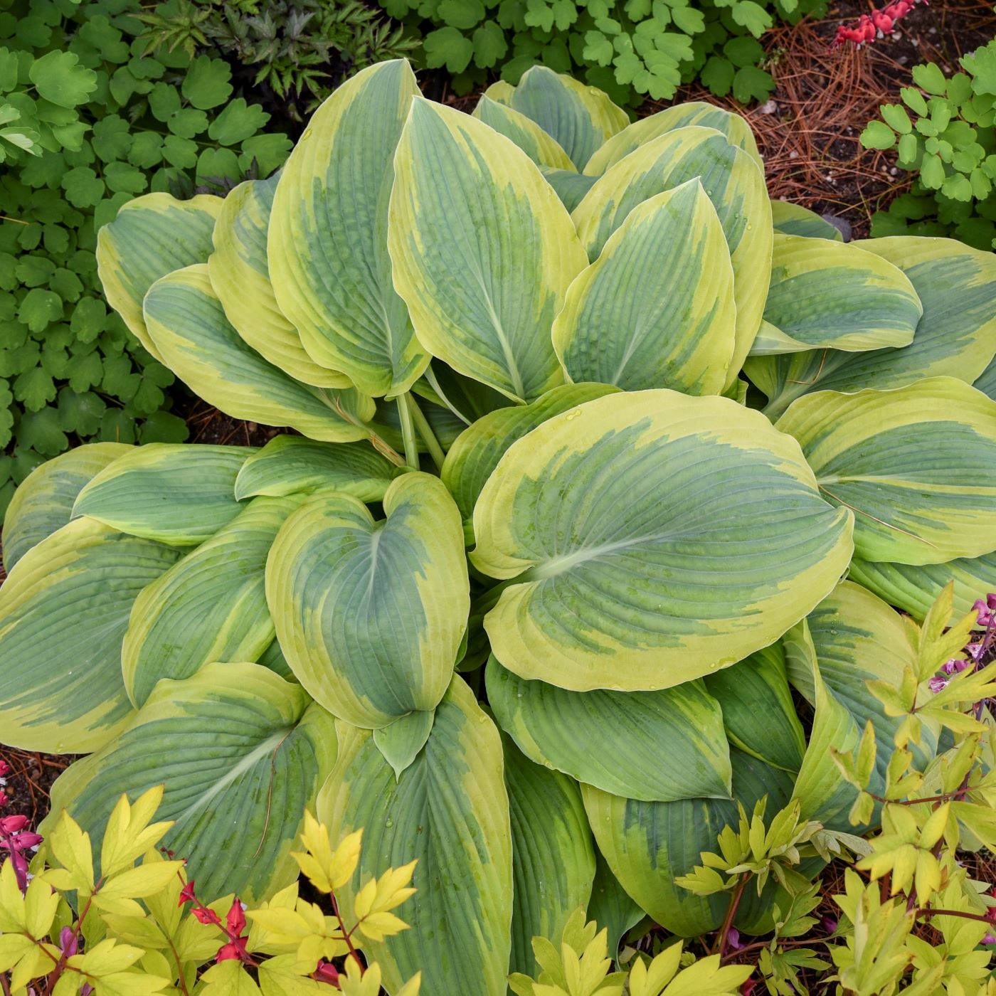 hosta CHANCE ENCOUNTER small rare new shade perennial = 1 Potted Garden Plant