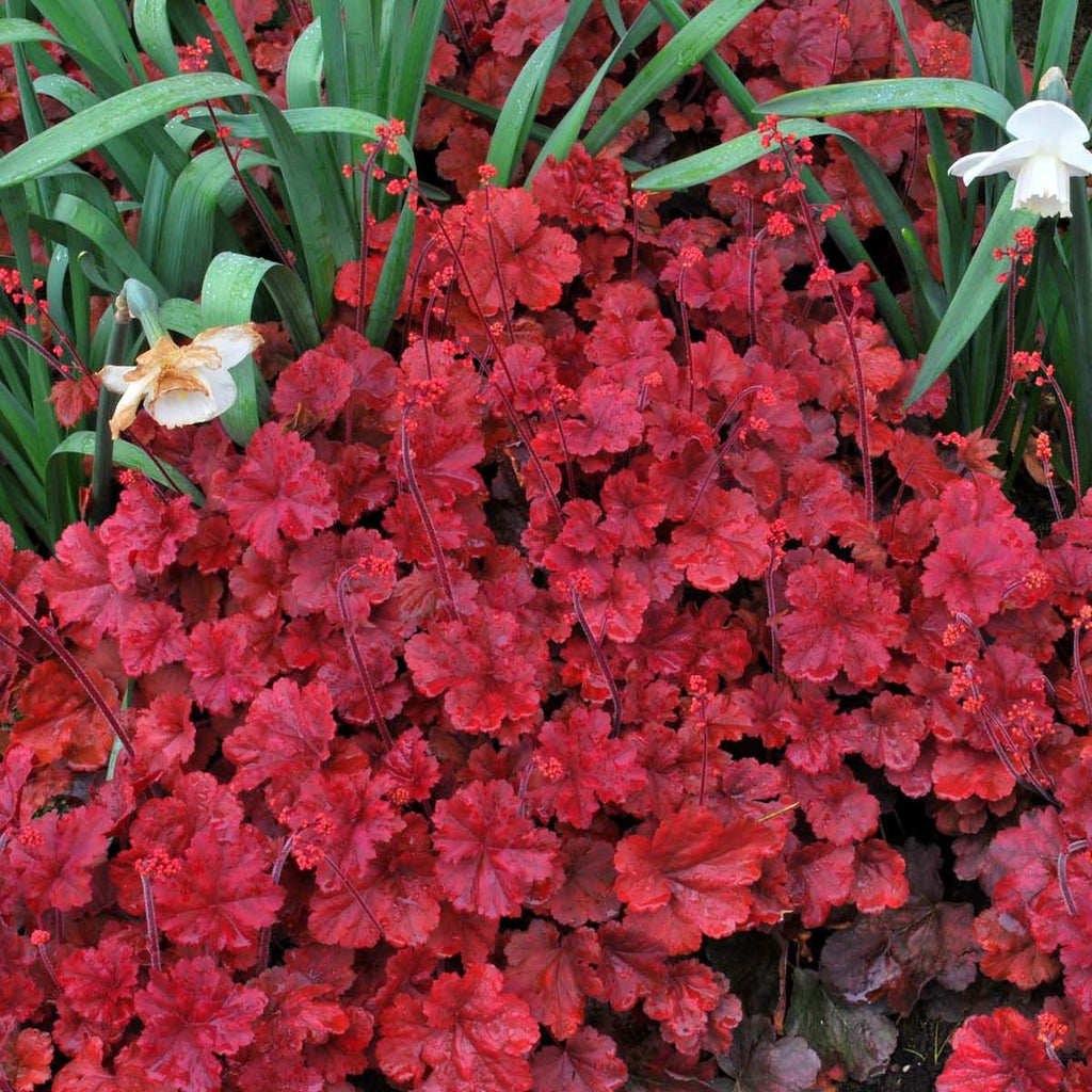 heuchera CHERRY COLA red coral bells alumroot hardy perennial = 1 Potted Garden Plant