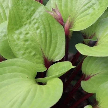 hosta CHERRY CHEESECAKE medium red new shade perennial = 1 Potted Garden Plant