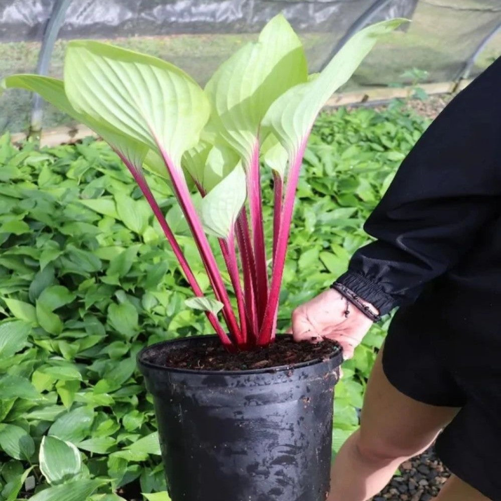 hosta CHERRY CHEESECAKE medium red new shade perennial = 1 Potted Garden Plant