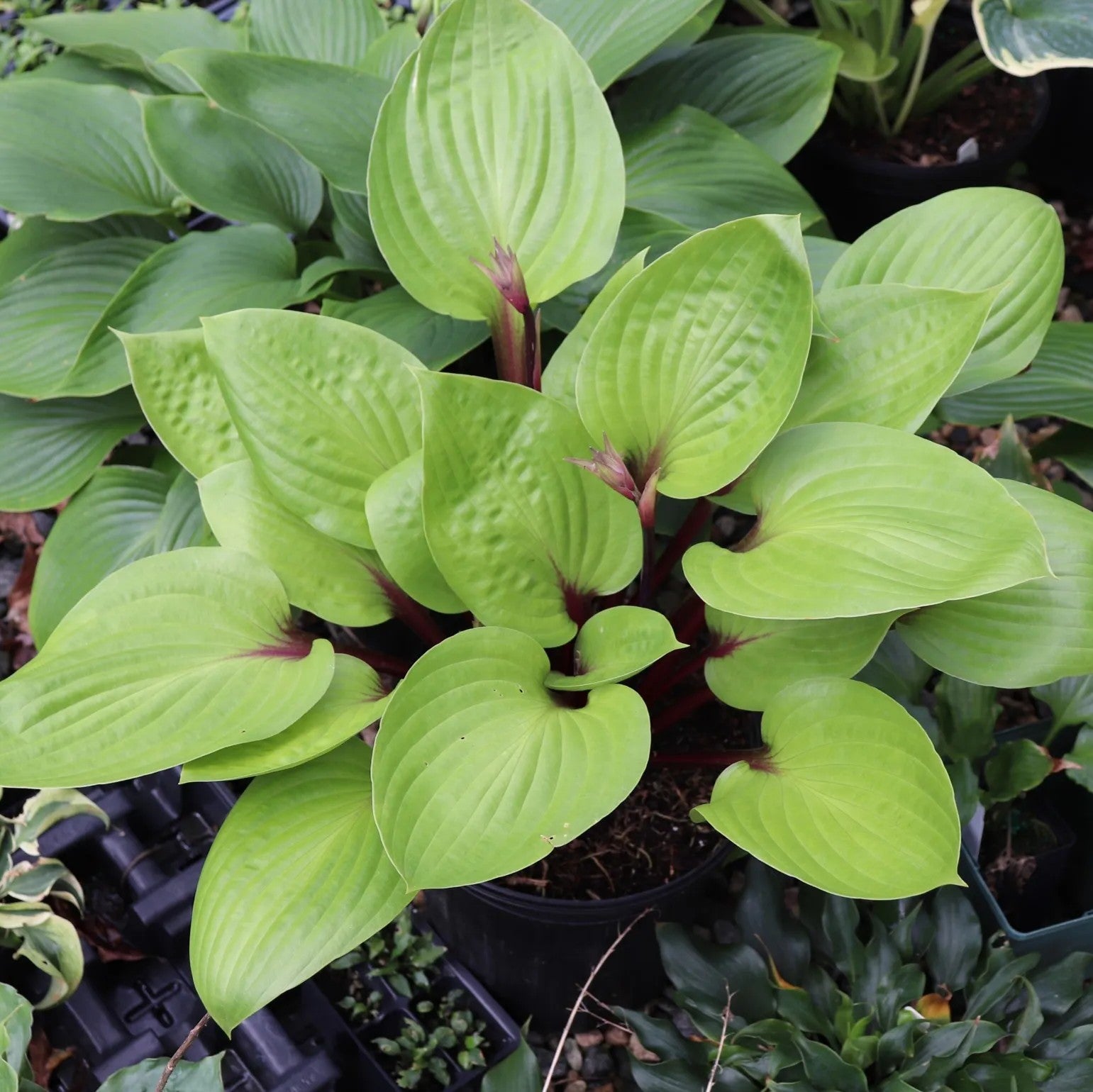 hosta CHERRY CHEESECAKE medium red new shade perennial = 1 Potted Garden Plant