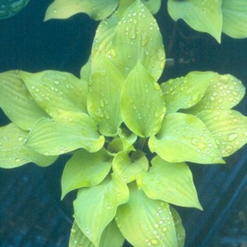 hosta COCONUT CUSTARD mini rare new shade perennial = 1 Potted Garden Plant
