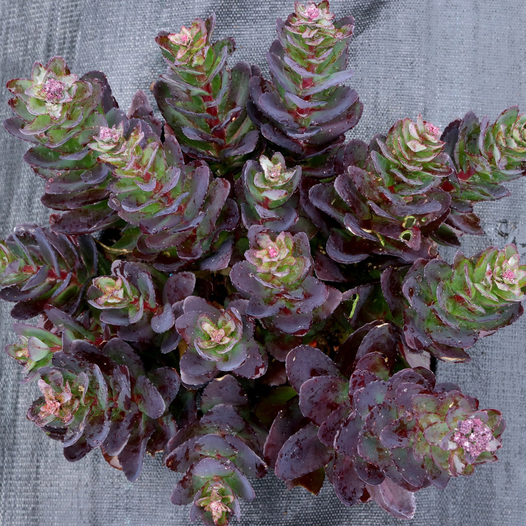 sedum CONGA LINE succulent easy peach drought tolerant = 1 Live Potted Plant
