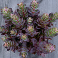 sedum CONGA LINE succulent easy peach drought tolerant = 1 Live Potted Plant