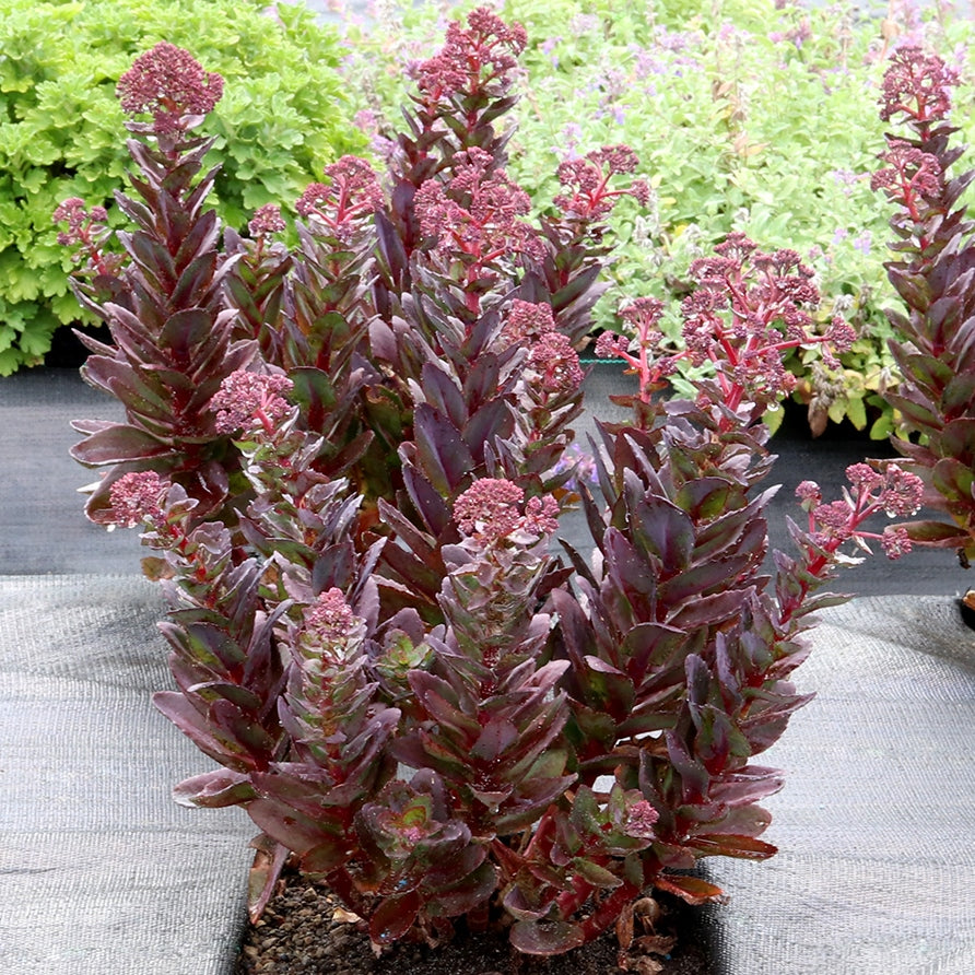 sedum CONGA LINE succulent easy peach drought tolerant = 1 Live Potted Plant