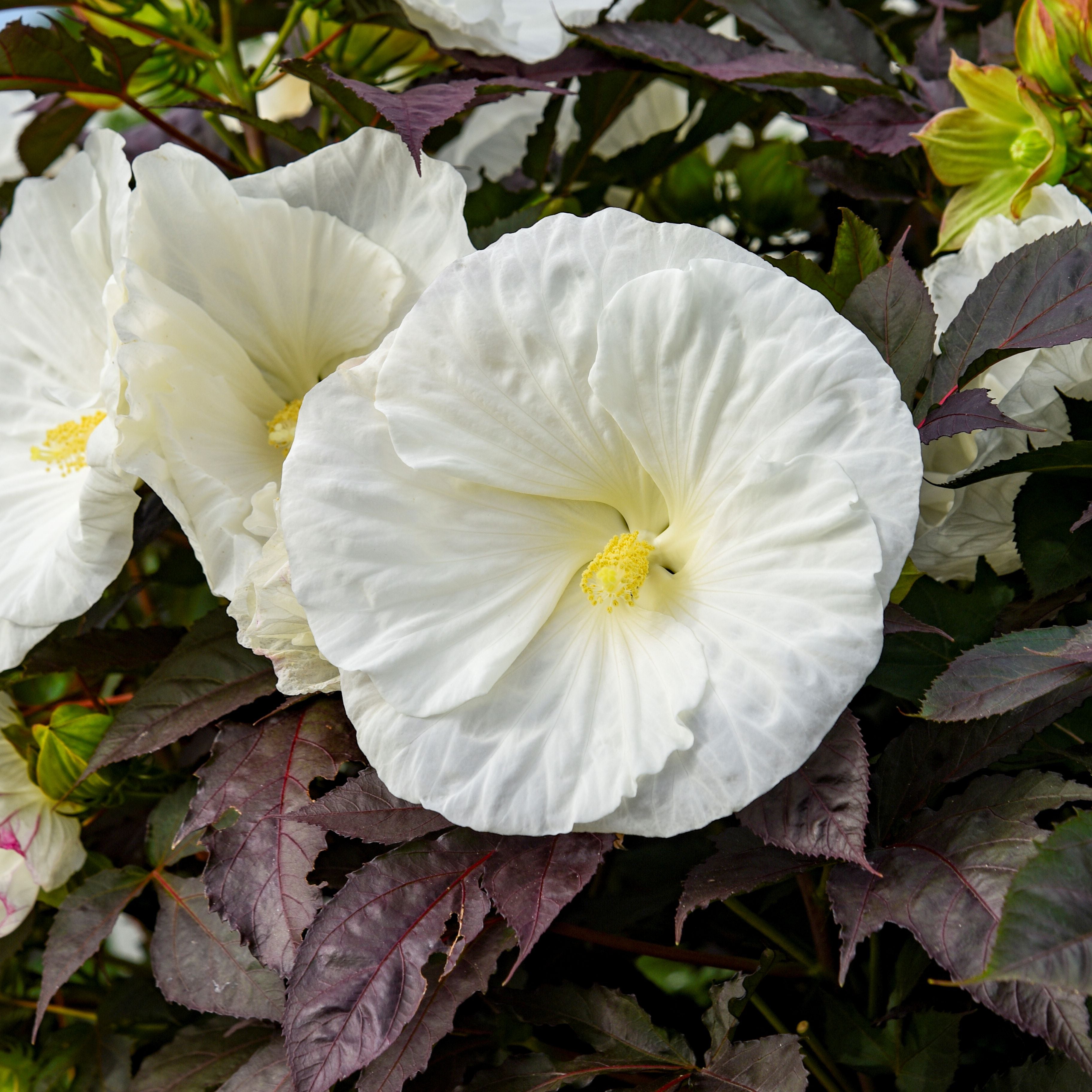 hibiscus COOKIES AND CREAM huge flowers dark foliage hardy perennial = 1 Potted Garden Plant