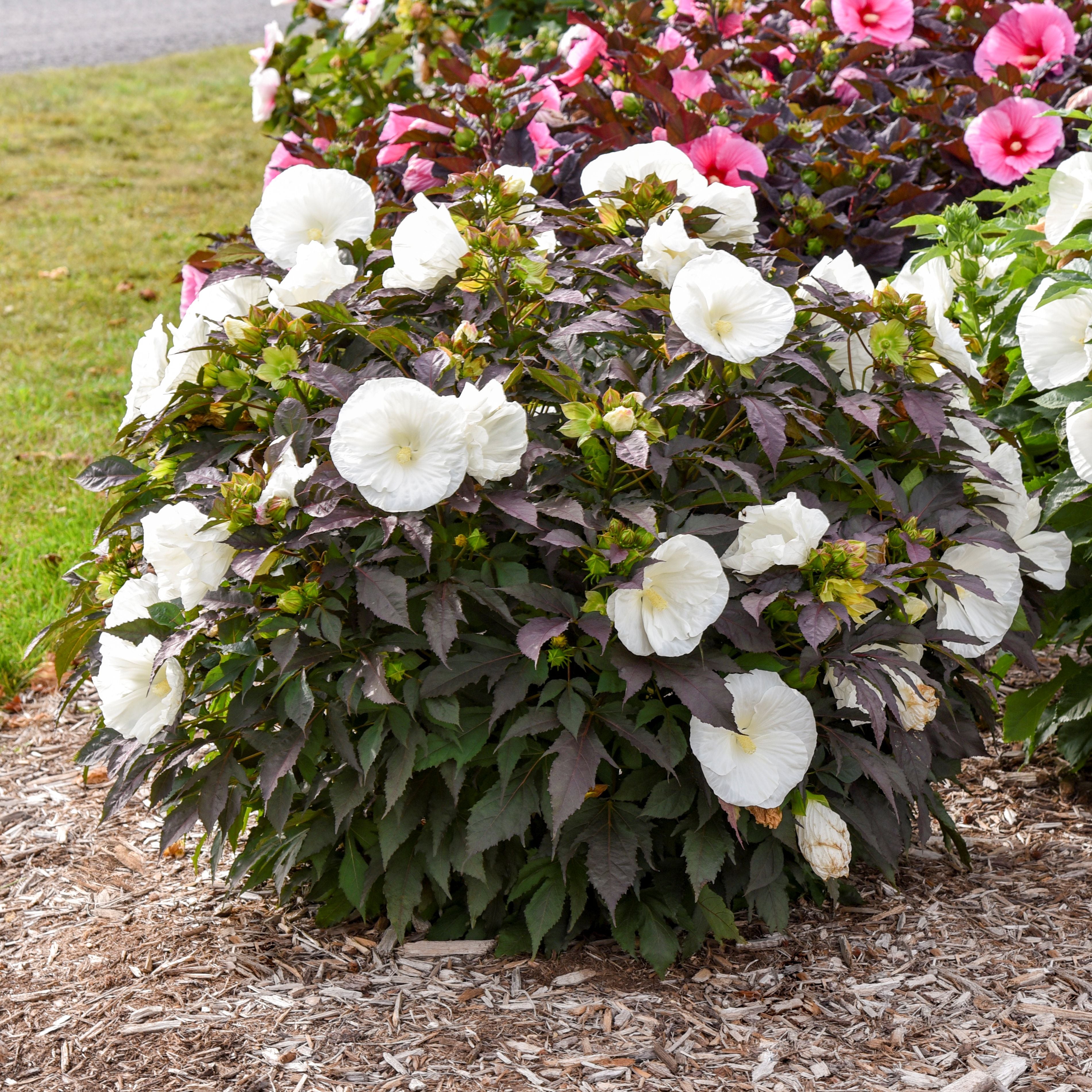 hibiscus COOKIES AND CREAM huge flowers dark foliage hardy perennial = 1 Potted Garden Plant