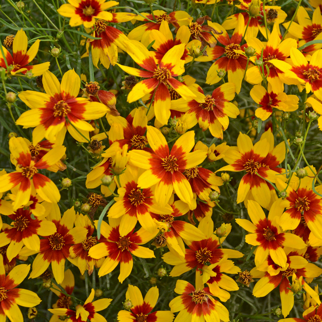coreopsis CURRY UP threadleaf red yellow tickseed hardy perennial = 1 Potted Garden Plant