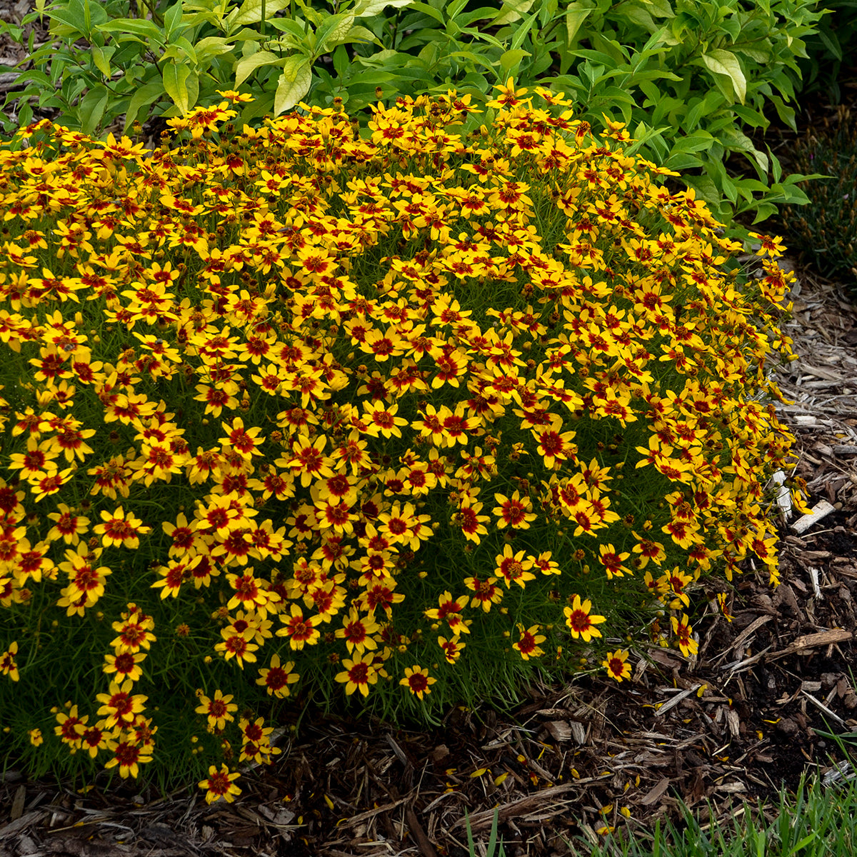 coreopsis CURRY UP threadleaf red yellow tickseed hardy perennial = 1 Potted Garden Plant