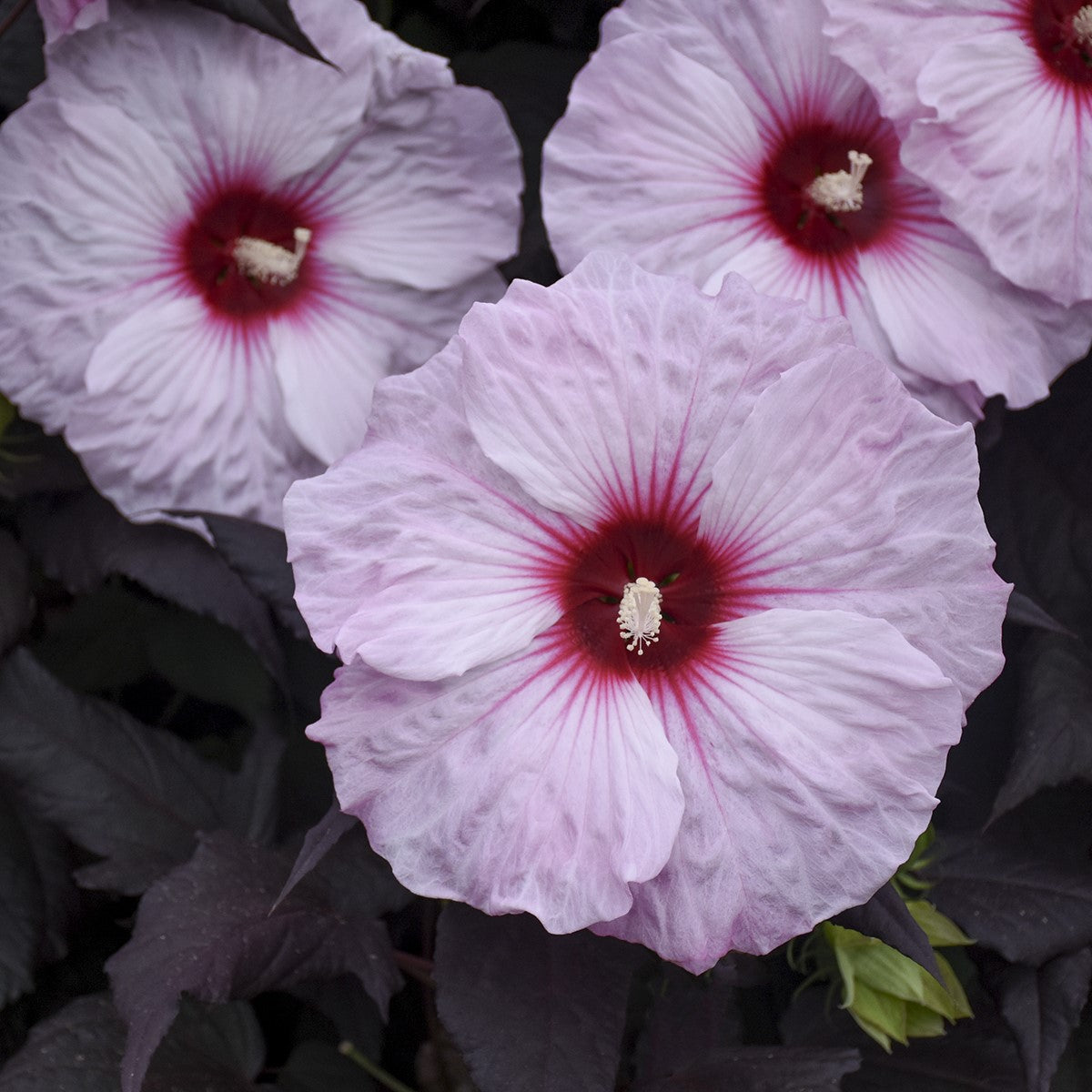 hibiscus DARK MYSTERY huge flowers dark hardy perennial = 1 Potted Garden Plant