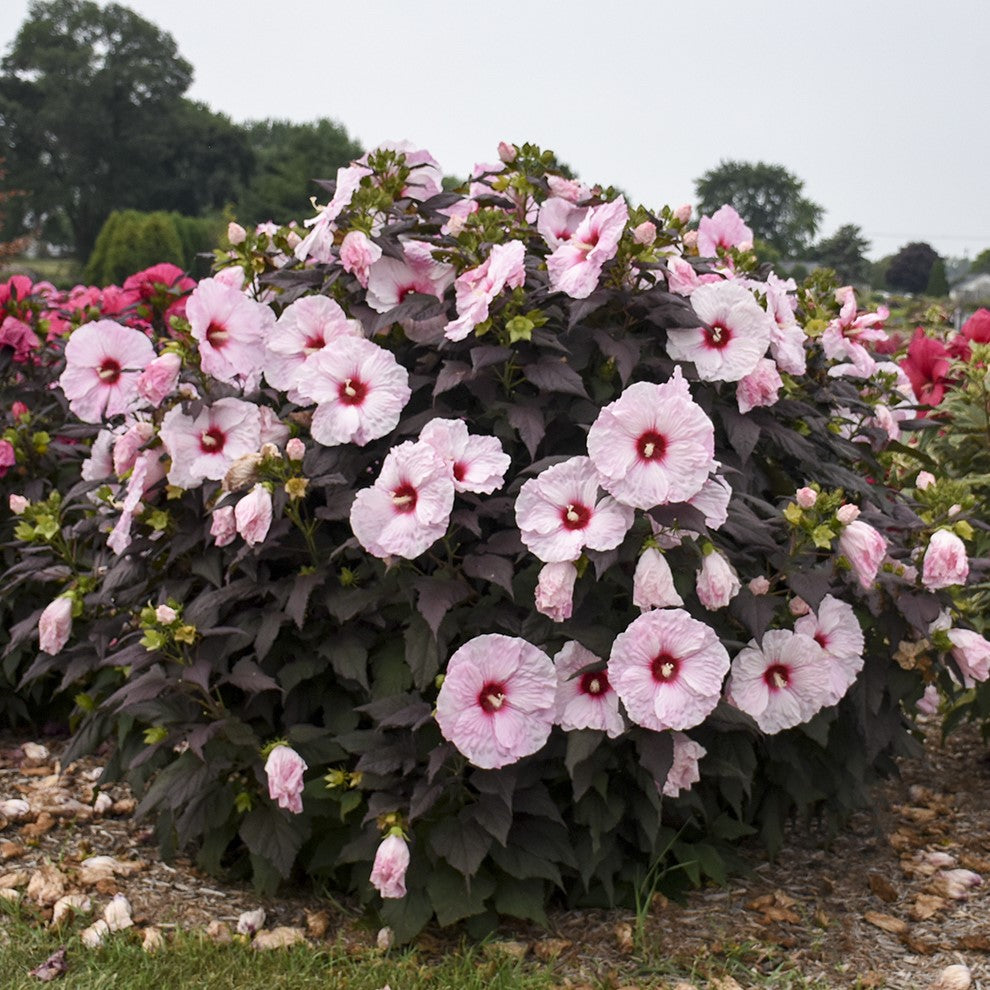 hibiscus DARK MYSTERY huge flowers dark hardy perennial = 1 Potted Garden Plant