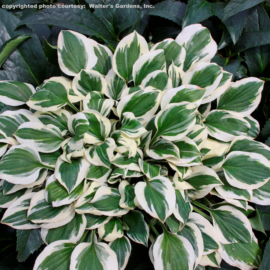 hosta DIAMONDS ARE FOREVER small shade perennial = 1 Potted Garden Plant