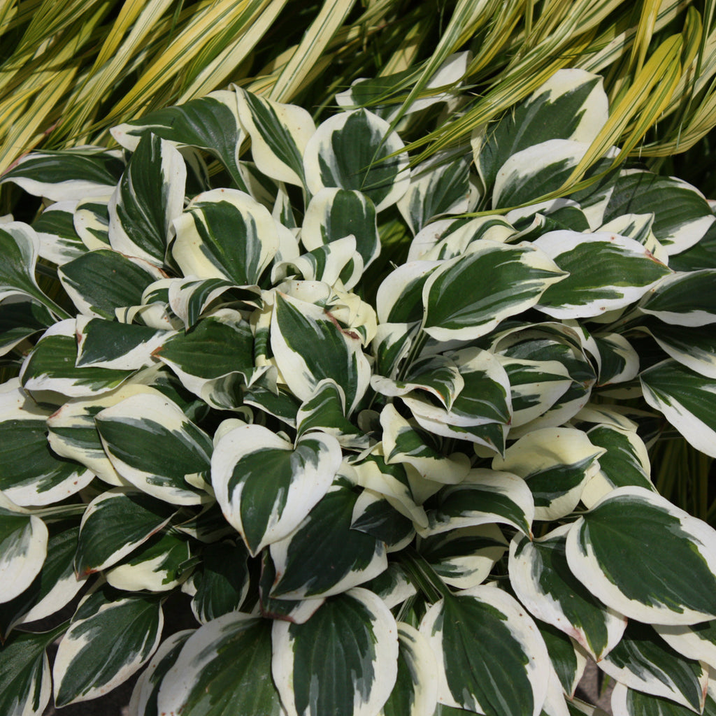 hosta DIAMONDS ARE FOREVER small shade perennial = 1 Potted Garden Plant