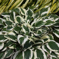 hosta DIAMONDS ARE FOREVER small shade perennial = 1 Potted Garden Plant