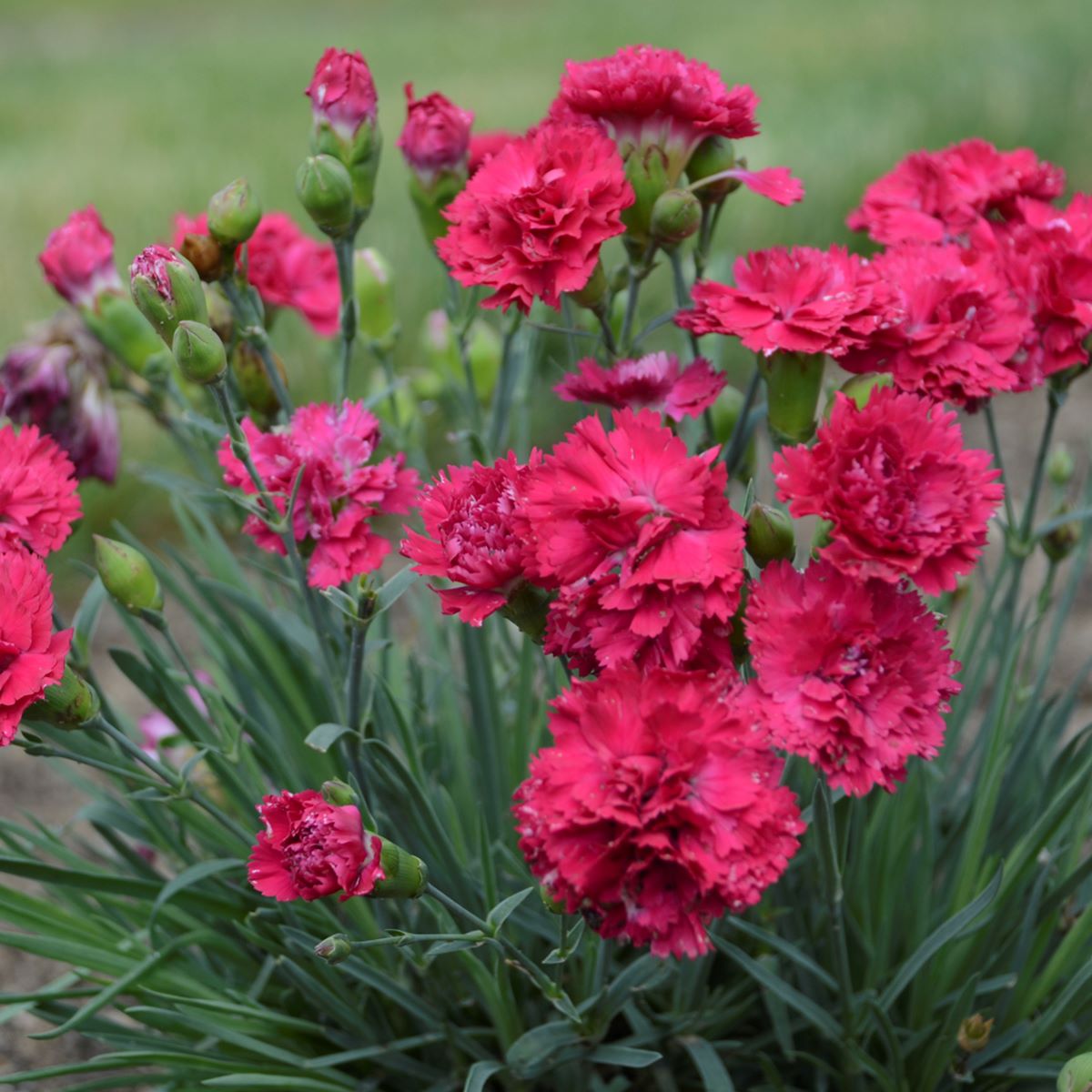 dianthus CRANBERRY COCKTAIL Pinks double red carnation hardy perennial = 1 Potted Garden Plant