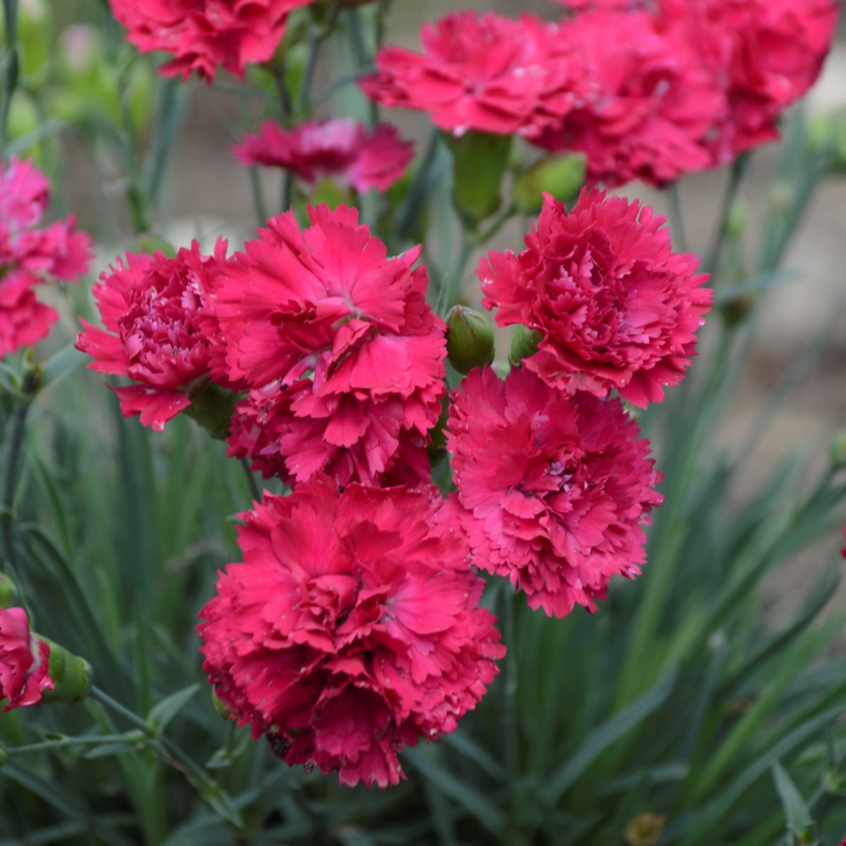 dianthus CRANBERRY COCKTAIL Pinks double red carnation hardy perennial = 1 Potted Garden Plant