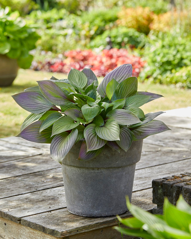 hosta FIRST BLUSH medium red shade perennial = 1 Potted Garden Plant