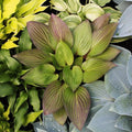 hosta FIRST BLUSH medium red shade perennial = 1 Potted Garden Plant