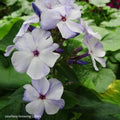 Phlox FLAME BLUE tall upright flowers hardy perennial = 1 Potted Garden Plant