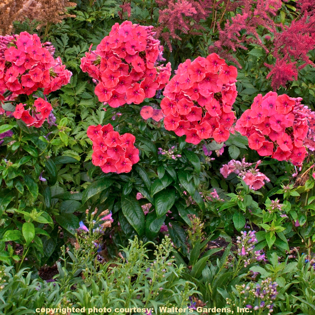 Phlox FLAME CORAL tall flowers hardy perennial = 1 Potted Garden Plant
