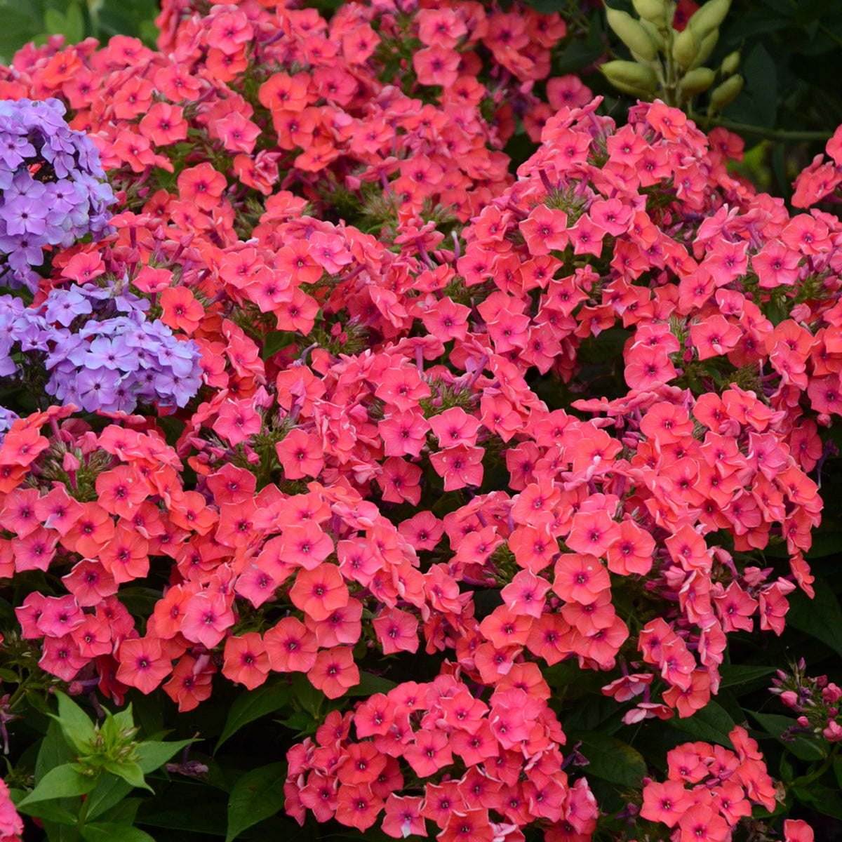 Phlox FLAME CORAL tall flowers hardy perennial = 1 Potted Garden Plant