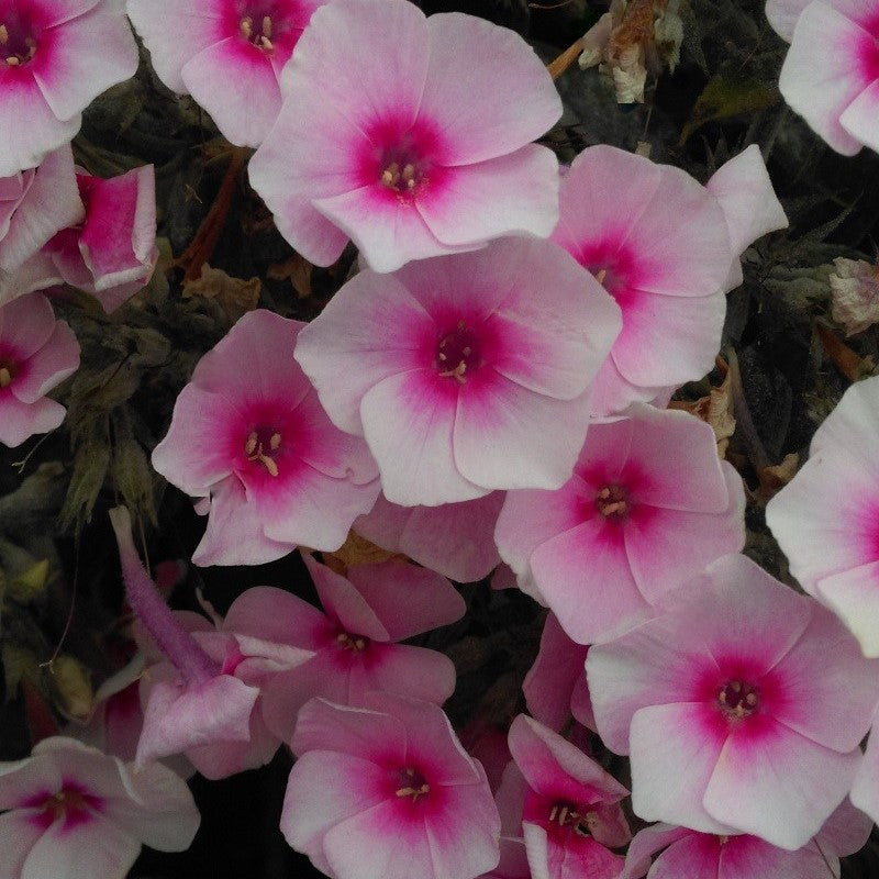 Phlox FLAME PRO BABY DOLL tall flowers hardy perennial = 1 Potted Garden Plant