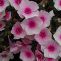 Phlox FLAME PRO BABY DOLL tall flowers hardy perennial = 1 Potted Garden Plant