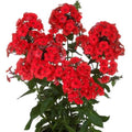 Phlox FLAME RED tall flowers hardy perennial = 1 Potted Garden Plant