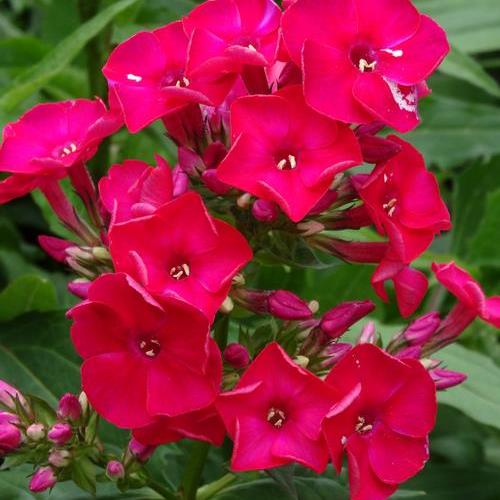 Phlox FLAME RED tall flowers hardy perennial = 1 Potted Garden Plant